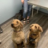 easyvet Veterinarian Goodyear ico