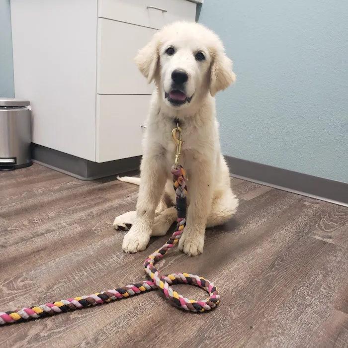 easyvet Veterinarian Goodyear Picture 4