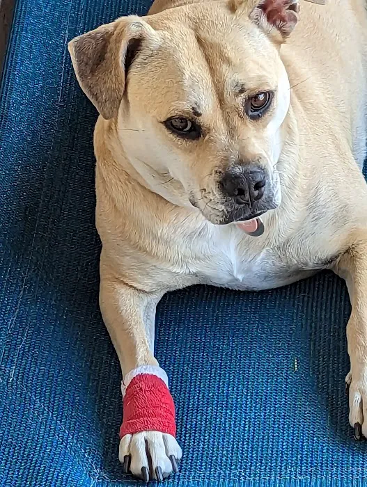 easyvet Veterinarian Goodyear Picture 5