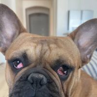 Legacy Animal Hospital ico