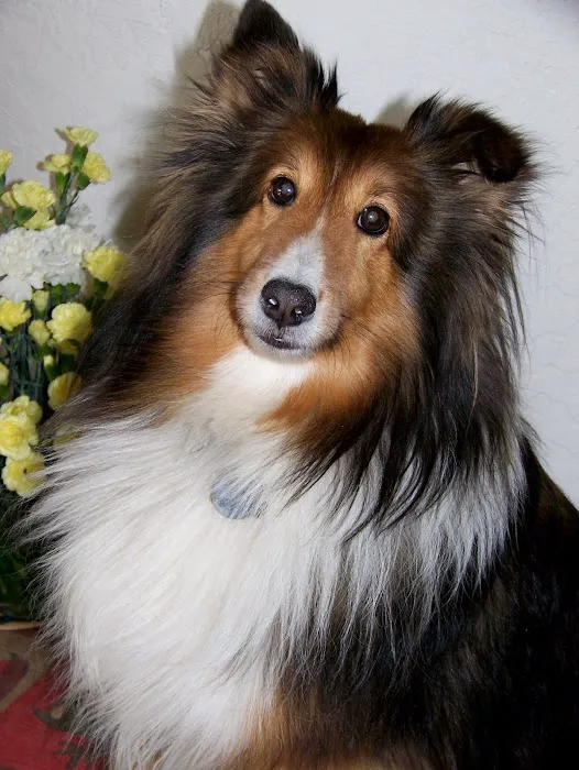 Legacy Animal Hospital Picture 4
