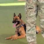 Luke Air Force Base Veterinary Service