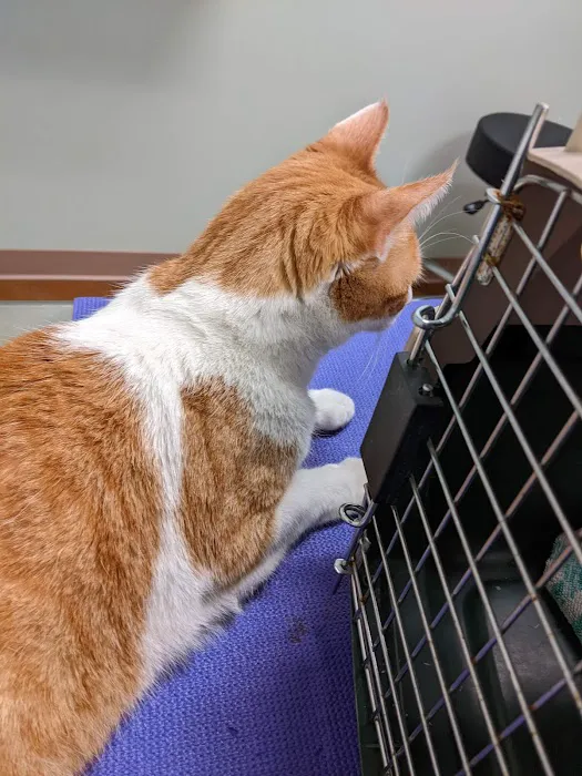 Cobblestone Veterinary Care Picture 4