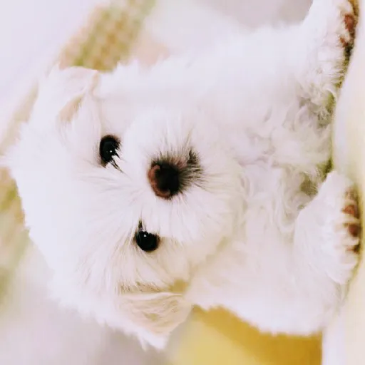 Petland Picture 2