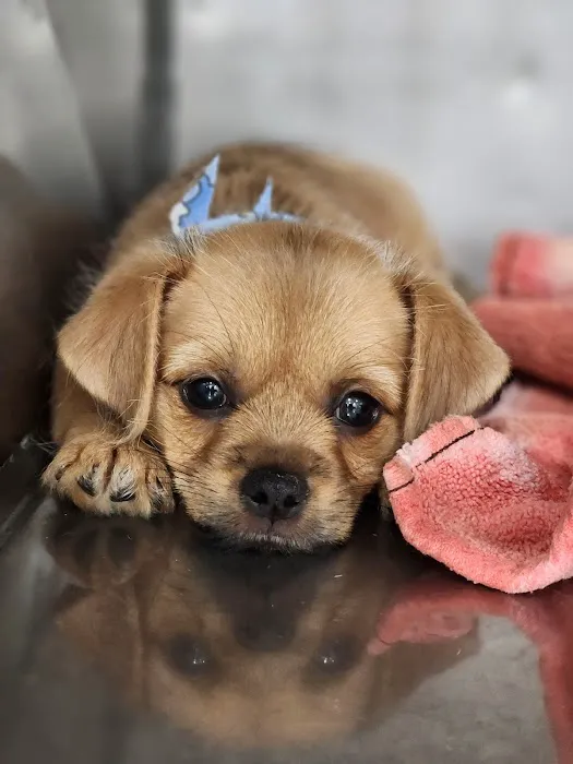 Petland Picture 4