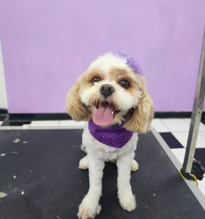 Petland Picture 8