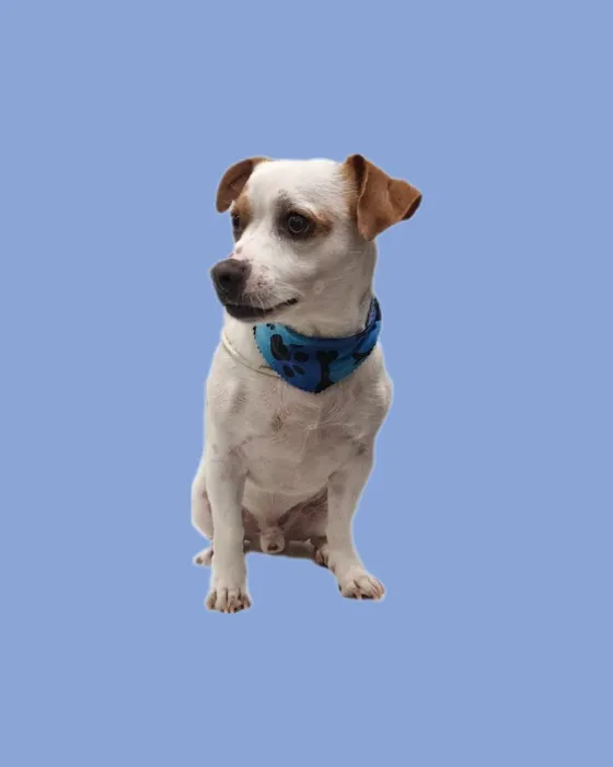 Petland Picture 9