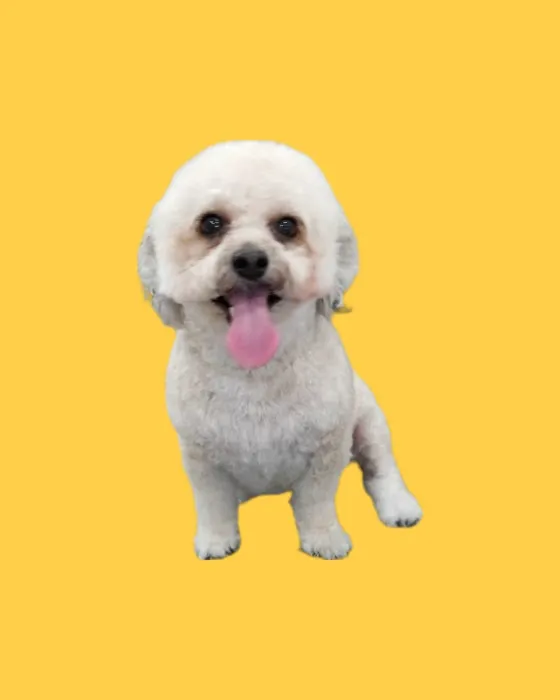 Petland Picture 5