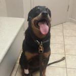 VCA Elliot Park Animal Hospital