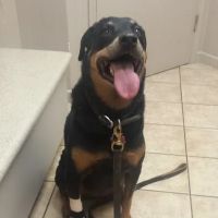 VCA Elliot Park Animal Hospital ico