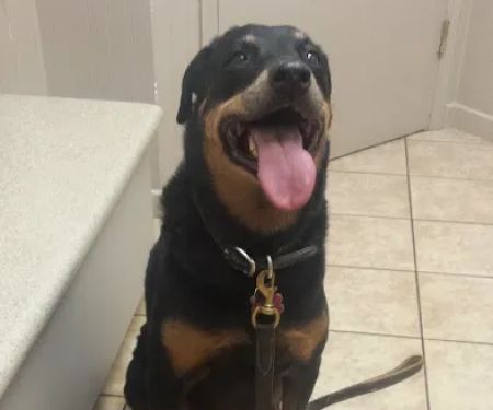 VCA Elliot Park Animal Hospital