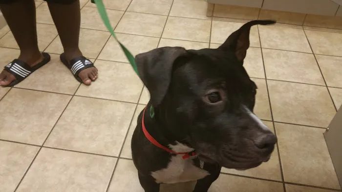 VCA Elliot Park Animal Hospital Picture 3