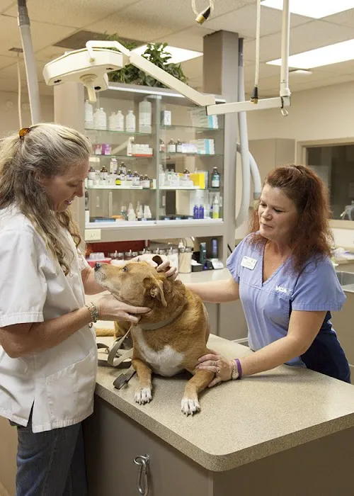 VCA Elliot Park Animal Hospital Picture 6