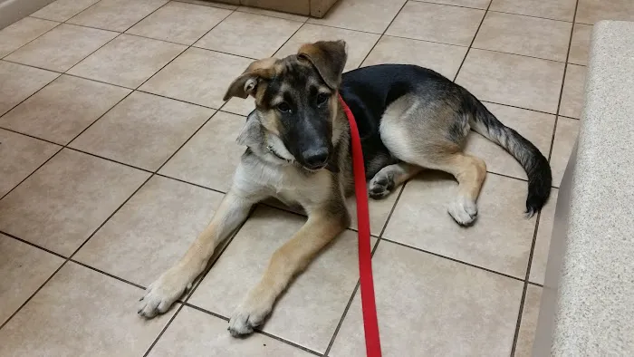VCA Elliot Park Animal Hospital Picture 5