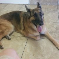 Topaz Veterinary Clinic ico