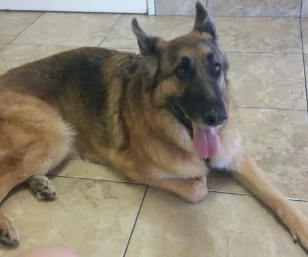 Topaz Veterinary Clinic