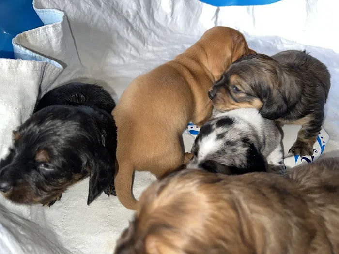 Topaz Veterinary Clinic Picture 4