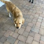 Valley Spay and Neuter Clinic