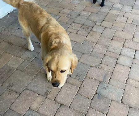 Valley Spay and Neuter Clinic