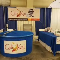 Cali Koi ico