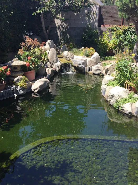 Cali Koi Picture 2