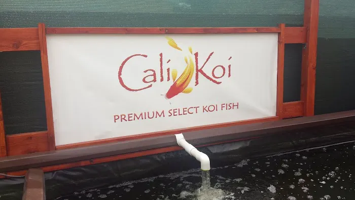 Cali Koi Picture 7
