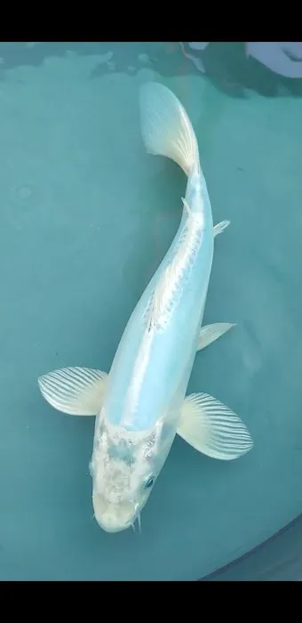 Cali Koi Picture 6