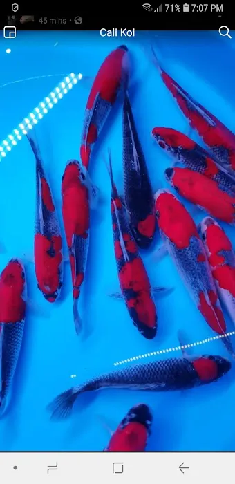 Cali Koi Picture 9
