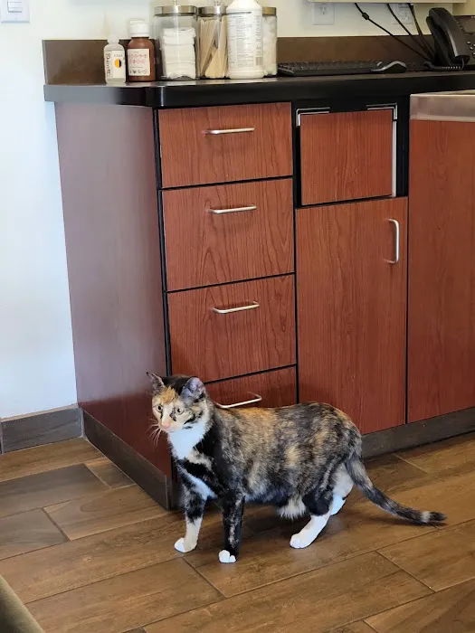VCA Tri City Animal Hospital and Acacia Cat Hospital Picture 3