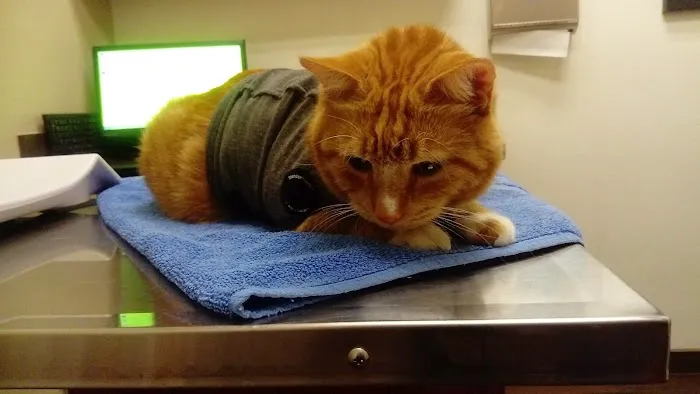 VCA Tri City Animal Hospital and Acacia Cat Hospital Picture 1