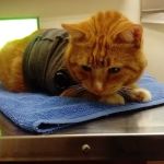 VCA Tri City Animal Hospital and Acacia Cat Hospital