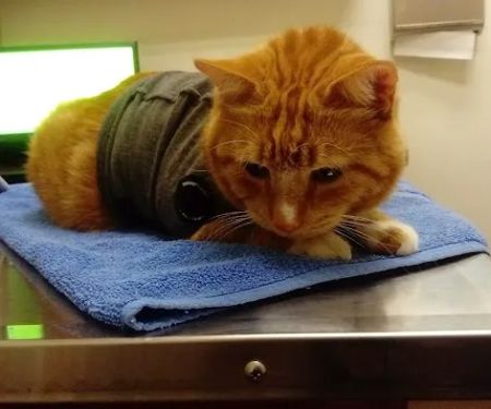 VCA Tri City Animal Hospital and Acacia Cat Hospital