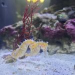 Aquarium Reefers Online Store