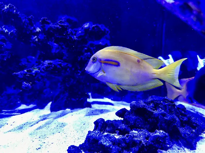 Aquarium Reefers Online Store Picture 3