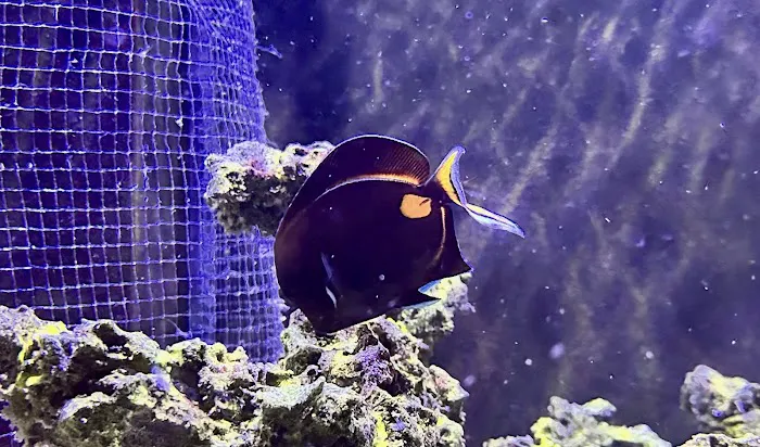 Aquarium Reefers Online Store Picture 9