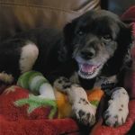 Banfield Pet Hospital