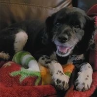 Banfield Pet Hospital ico