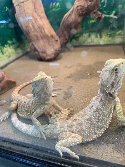 Pet Shop Picture 2
