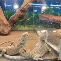 Pet Shop ico