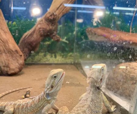 Pet Shop