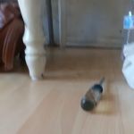 Little Island Pet Store