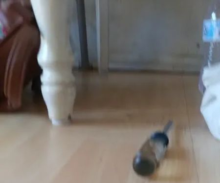 Little Island Pet Store
