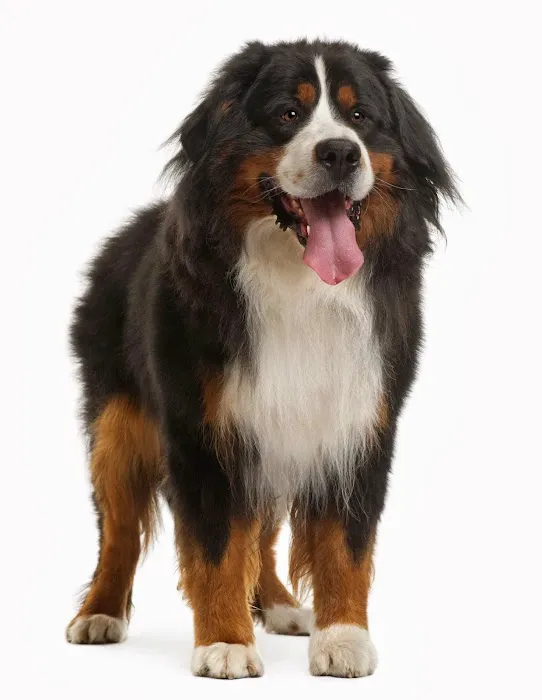 Vet to You Picture 8
