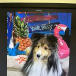 Arizona Veterinary Dental Specialists - Scottsdale