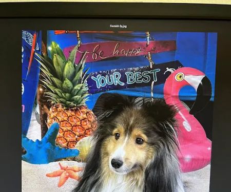 Arizona Veterinary Dental Specialists - Scottsdale