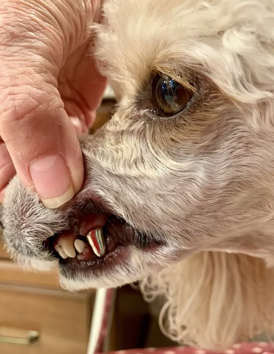 Arizona Veterinary Dental Specialists - Scottsdale Picture 6