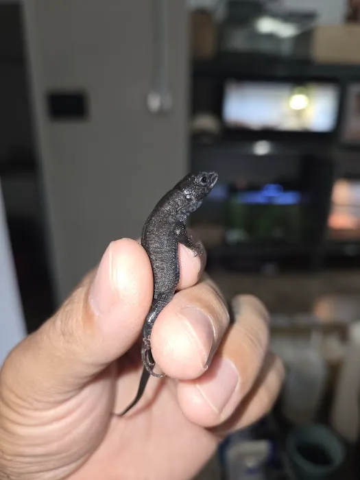 Kendog's Reptile Shop Picture 3