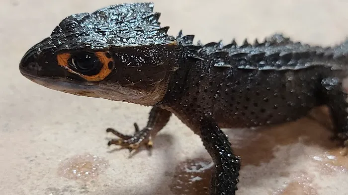Kendog's Reptile Shop Picture 4