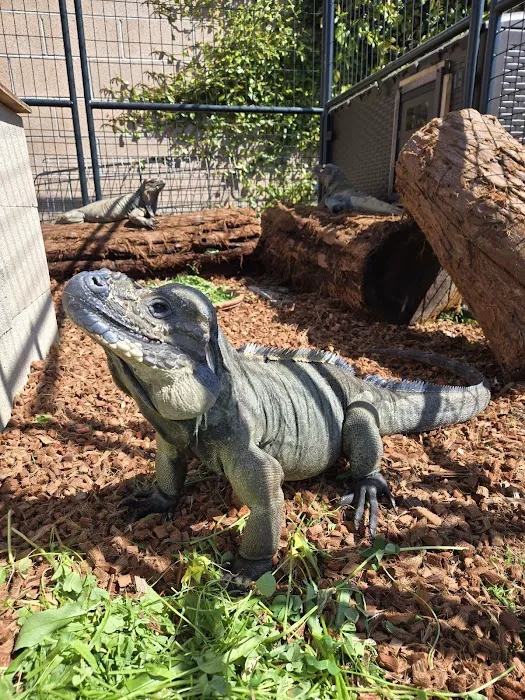 Kendog's Reptile Shop Picture 10