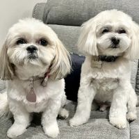 Saguaro Veterinary Clinic ico